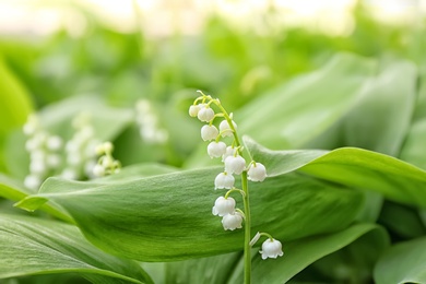 Beautiful fragrant lily of the valley outdoors