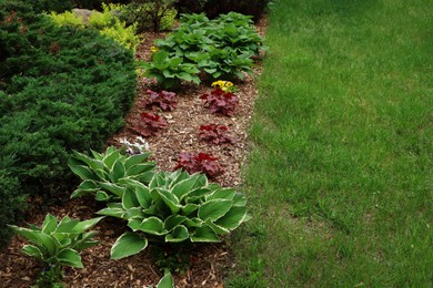 Photo of Many different beautiful plants outdoors. Gardening and landscaping