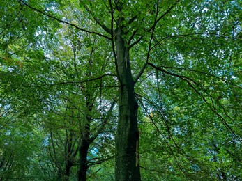 Photo of Many high green trees in beautiful park