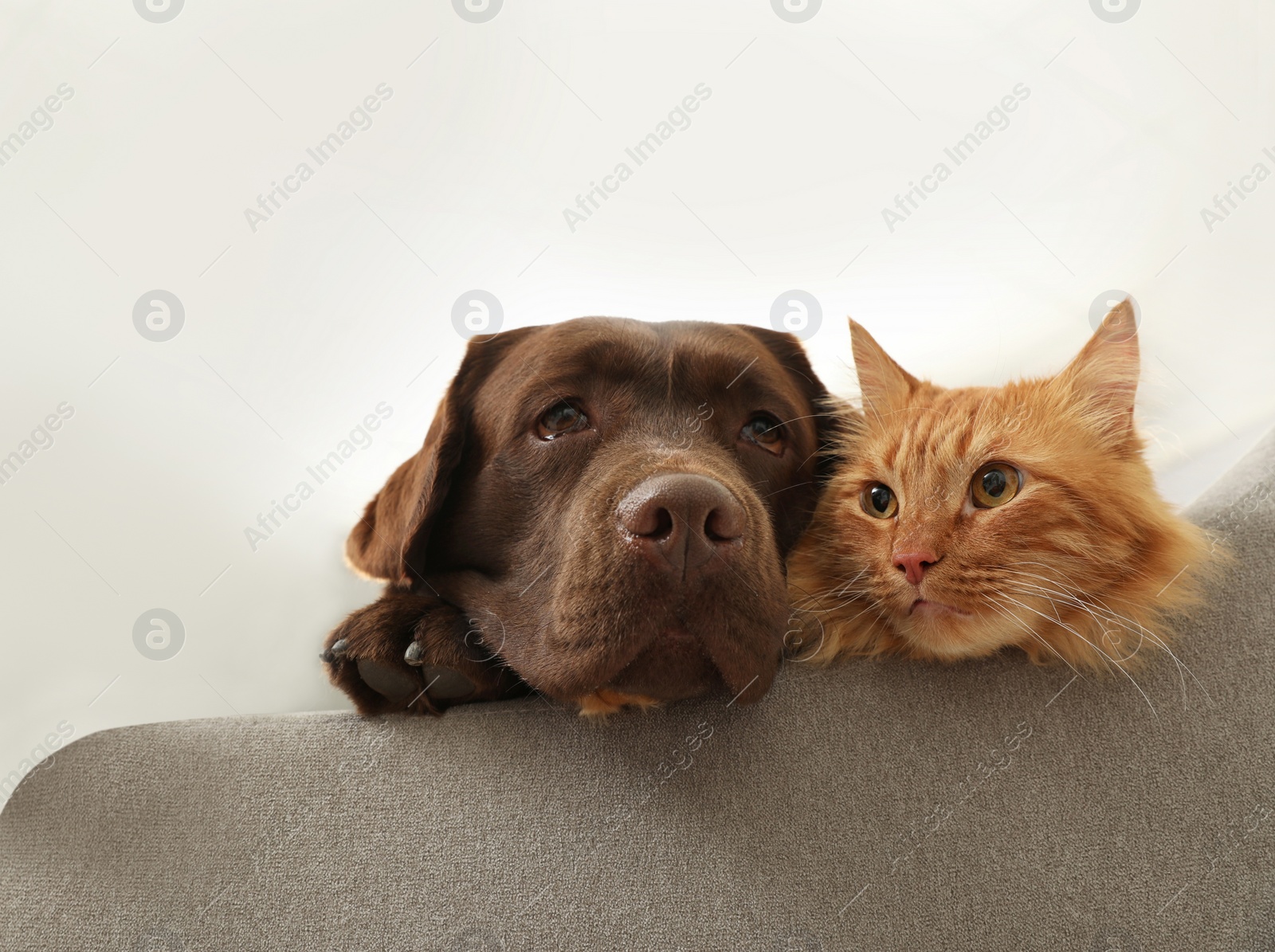 Photo of Cat and dog together on sofa indoors. Fluffy friends