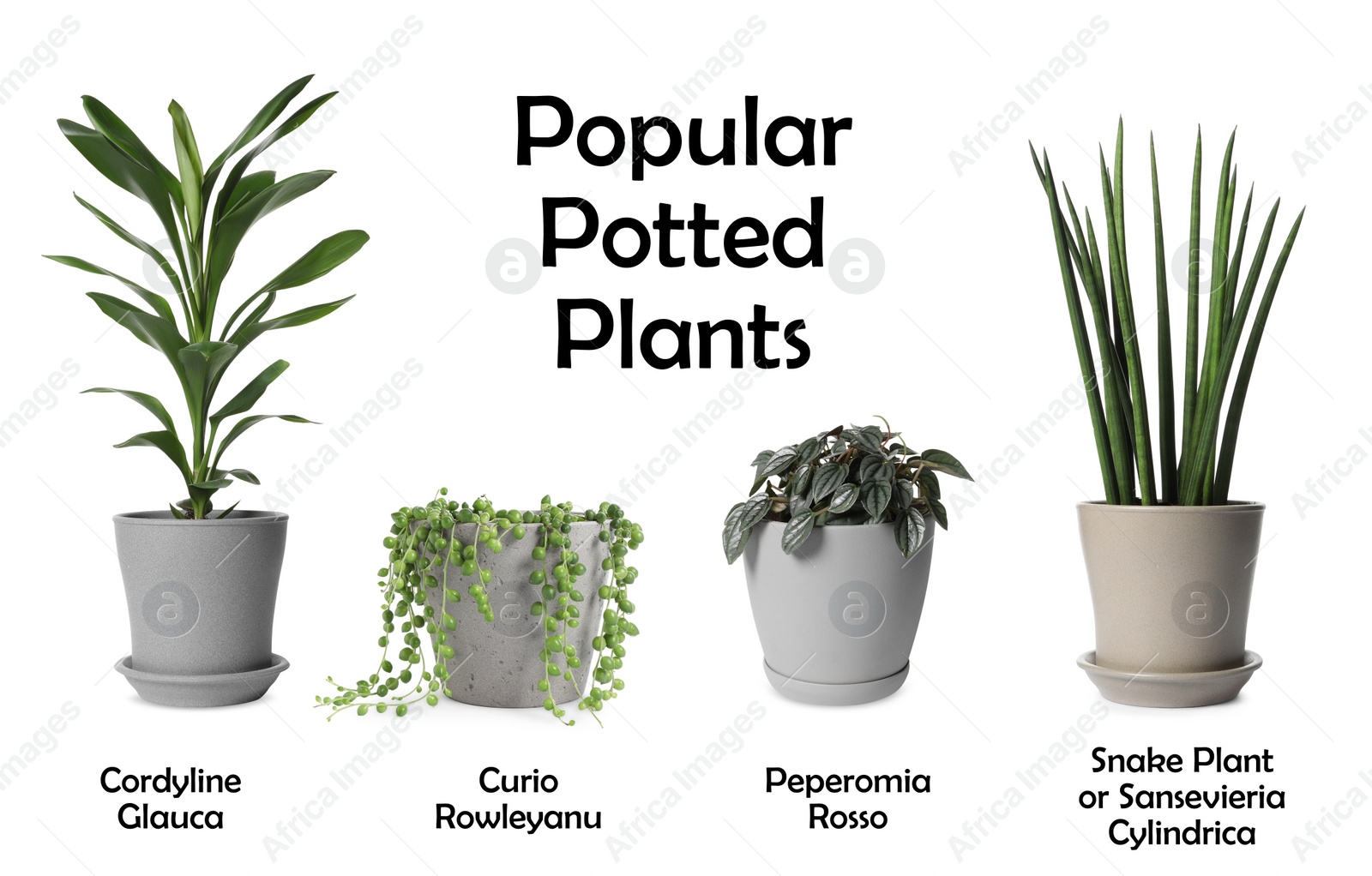 Image of Set of many different popular potted plants with names on white background