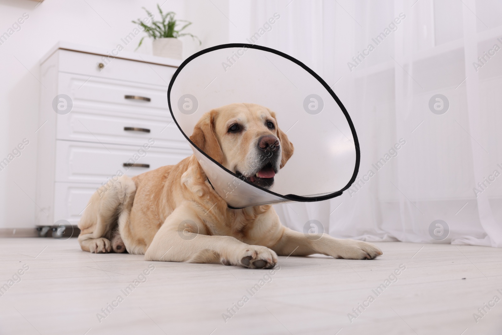 Photo of Cute Labrador Retriever with protective cone collar lying on floor in room