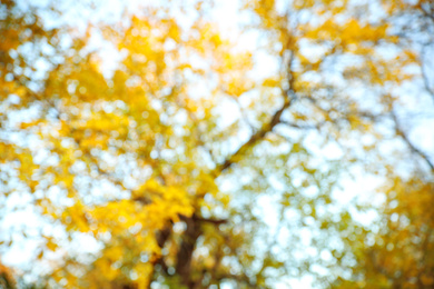 Photo of Blurred view of autumn foliage outdoors. Bokeh effect