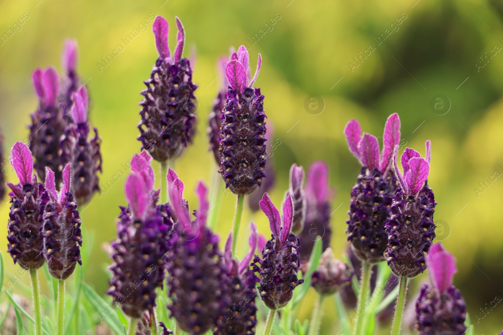 Photo of Beautiful Spanish lavender on blurred background, closeup