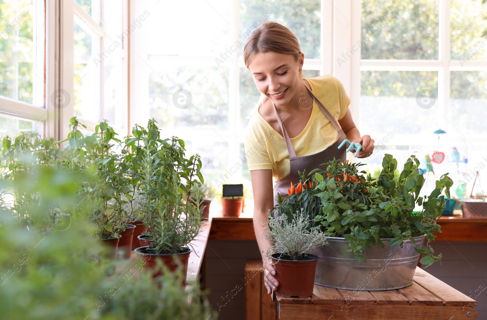 Photo of Young woman taking care of home plants at wooden table in shop