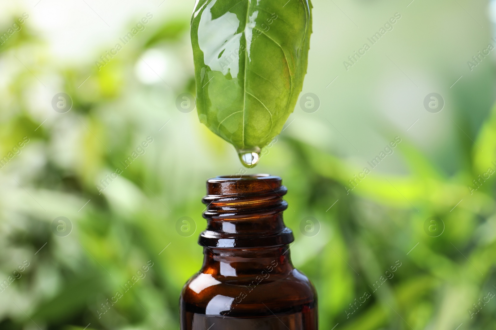 Photo of Essential oil dripping from basil leaf into glass bottle on blurred background, closeup