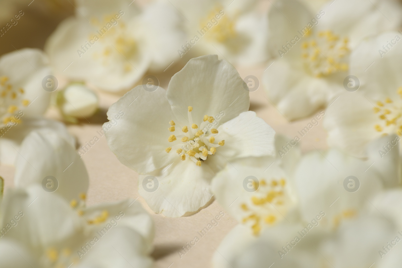 Photo of Many aromatic jasmine flowers on beige background, closeup