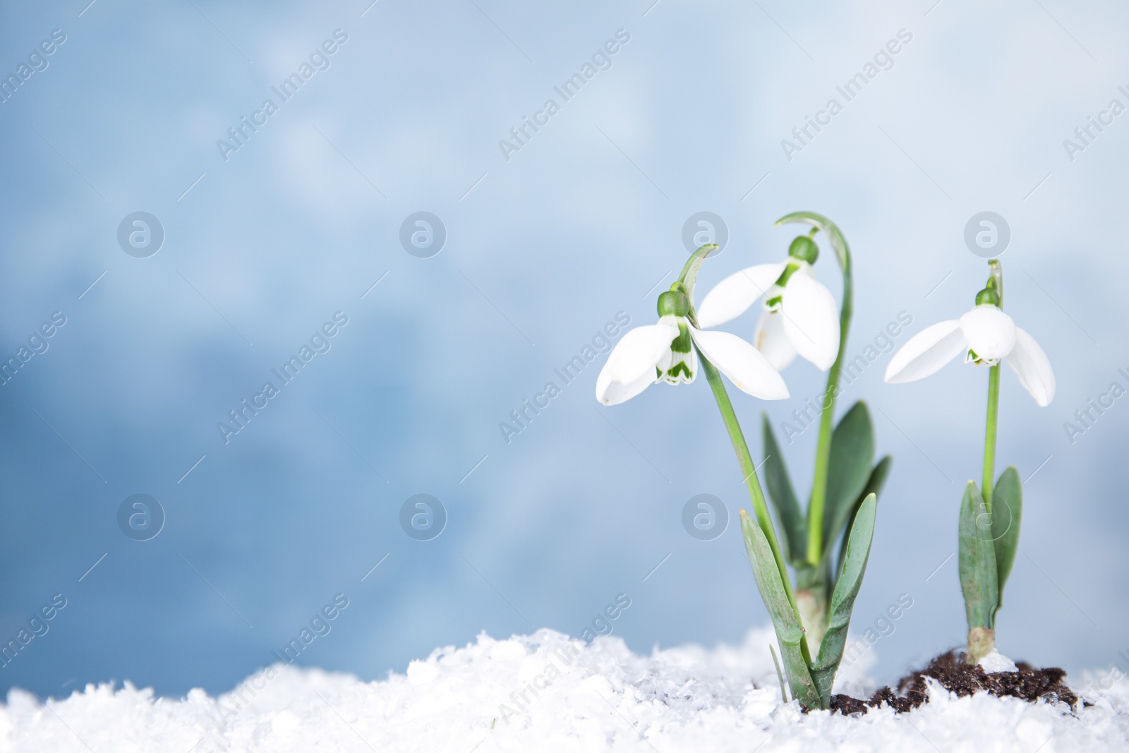 Photo of Fresh blooming spring flowers growing through snow, space for text