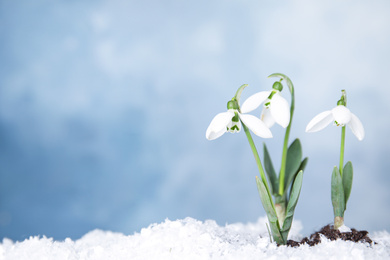 Photo of Fresh blooming spring flowers growing through snow, space for text