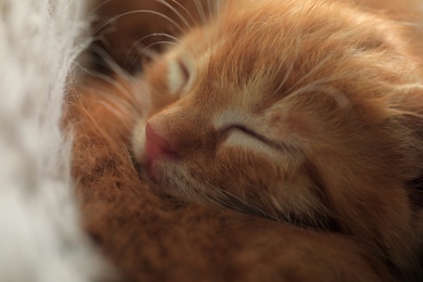 Photo of Sleeping cute little red kitten, closeup view