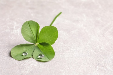 Photo of Green four-leaf clover on light background with space for text
