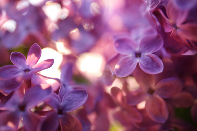 Photo of Closeup view of beautiful blooming lilac shrub outdoors