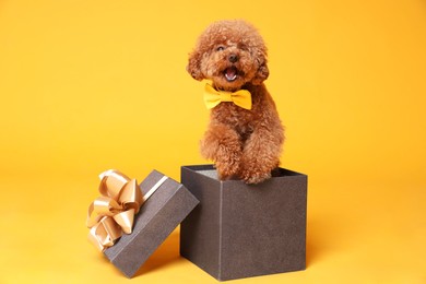 Photo of Cute Maltipoo dog with yellow bow tie in gift box on orange background