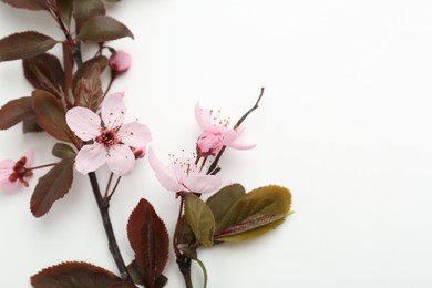 Photo of Spring tree branches with beautiful blossoms on white background. Space for text