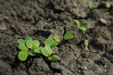 Photo of Young green radish seedlings growing in soil. Gardening time