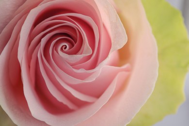 Beautiful pink rose, closeup view. Floral decor