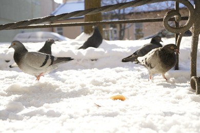 Photo of Beautiful doves feeding outdoors on sunny day