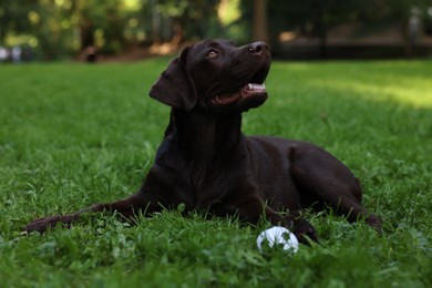 Photo of Adorable Labrador Retriever dog with ball on green grass in park