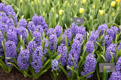 Photo of Beautiful hyacinth and tulip flowers growing outdoors, closeup
