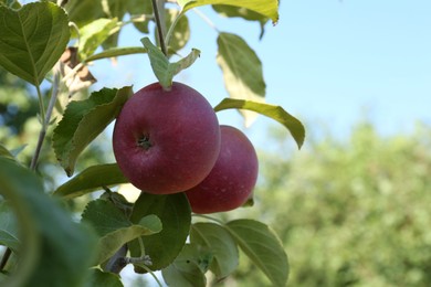 Photo of Fresh and ripe apples on tree branch in garden, closeup. Space for text