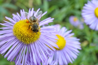 Photo of Honeybee collecting nectar from beautiful flower outdoors, closeup. Space for text