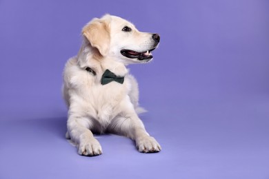 Photo of Cute Labrador Retriever with stylish bow tie on purple background. Space for text