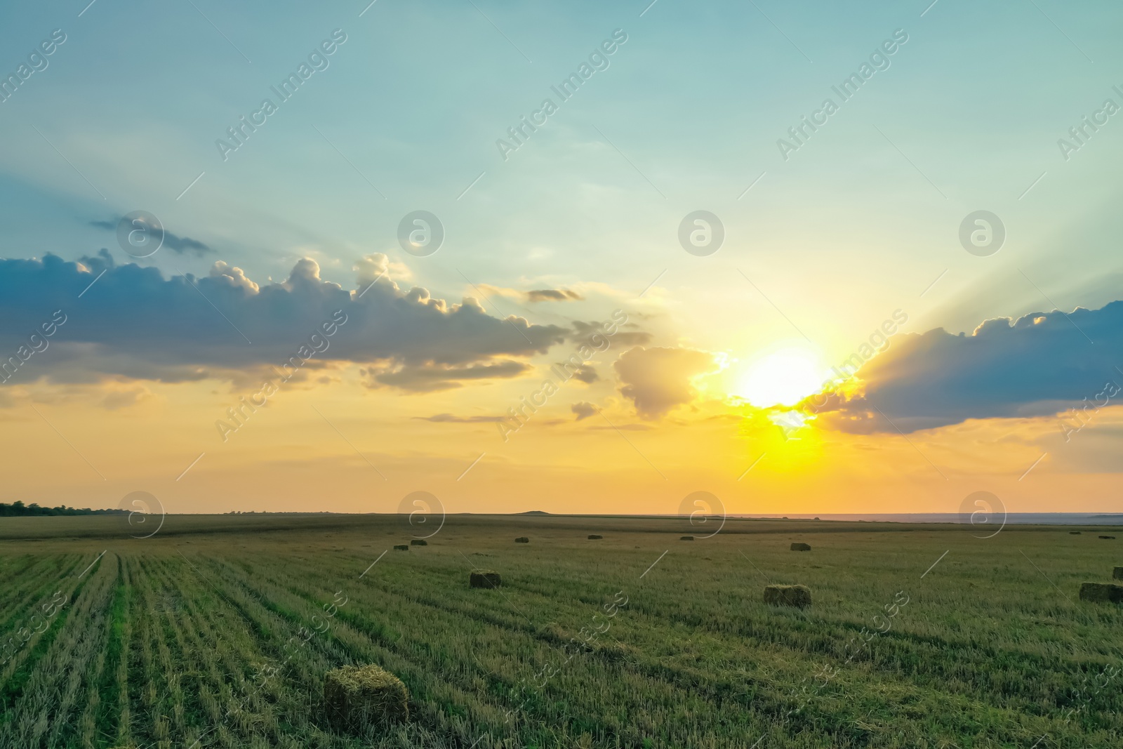 Photo of Green mowed field with hay blocks outdoors on sunny day. Agricultural industry