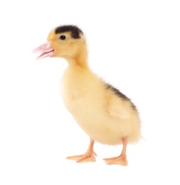 Photo of Baby animal. Cute fluffy duckling on white background