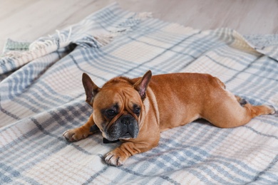 Photo of Funny French bulldog lying on plaid at home