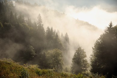 Picturesque view of foggy forest. Beautiful mountain landscape