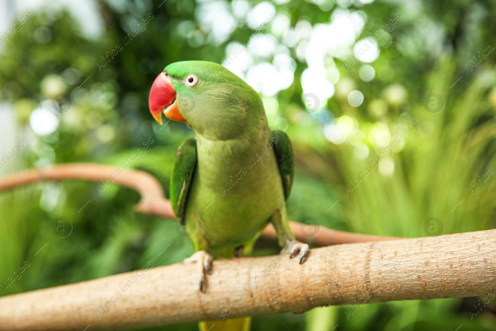 Beautiful Alexandrine Parakeet on tree branch outdoors Photo of Beautiful Alexandrine Parakeet on tree branch outdoors