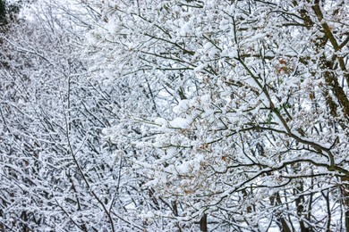 Trees covered with snow in winter park