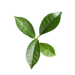 Photo of Green leaves of tea plant isolated on white