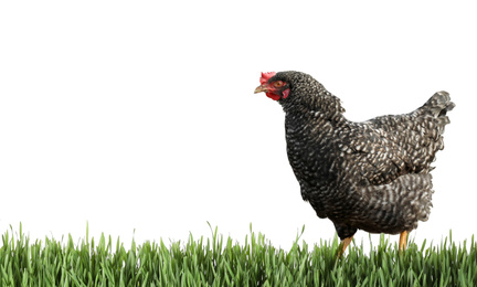 Image of Beautiful chicken on fresh green grass against white background