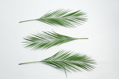 Photo of Beautiful tropical leaves on white background