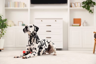 Photo of Adorable Dalmatian dog lying on rug indoors