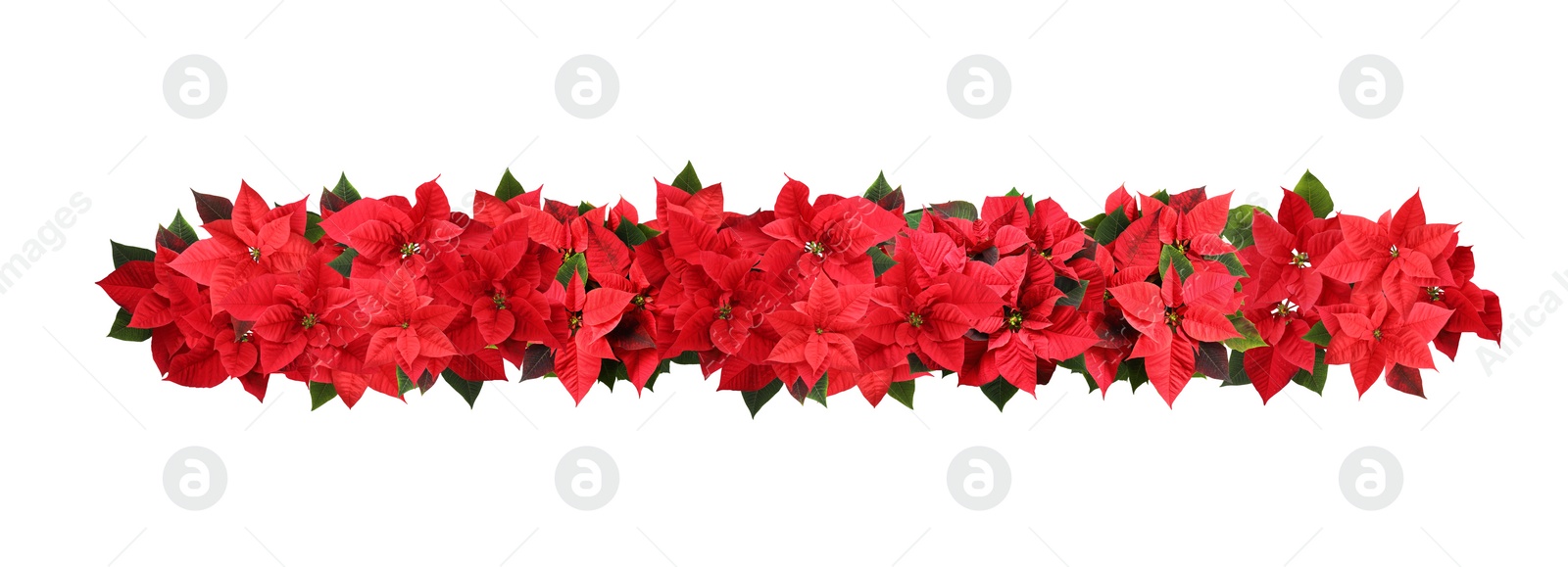 Image of Christmas traditional Poinsettia flowers on white background, top view. Banner design 