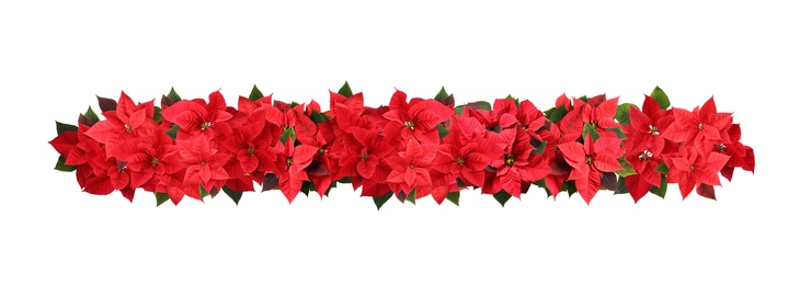 Image of Christmas traditional Poinsettia flowers on white background, top view. Banner design 