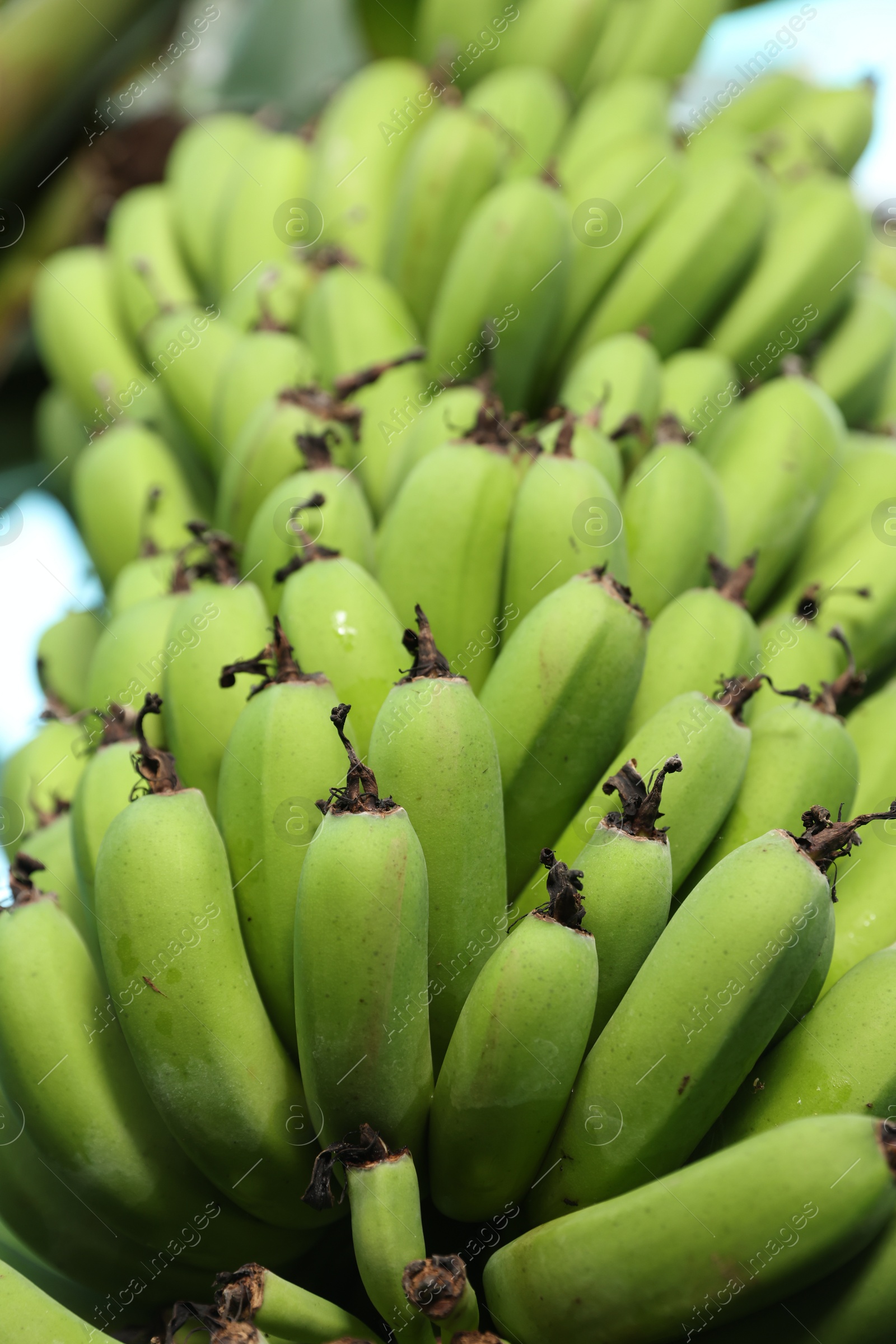 Photo of Unripe bananas growing on tree outdoors, low angle view
