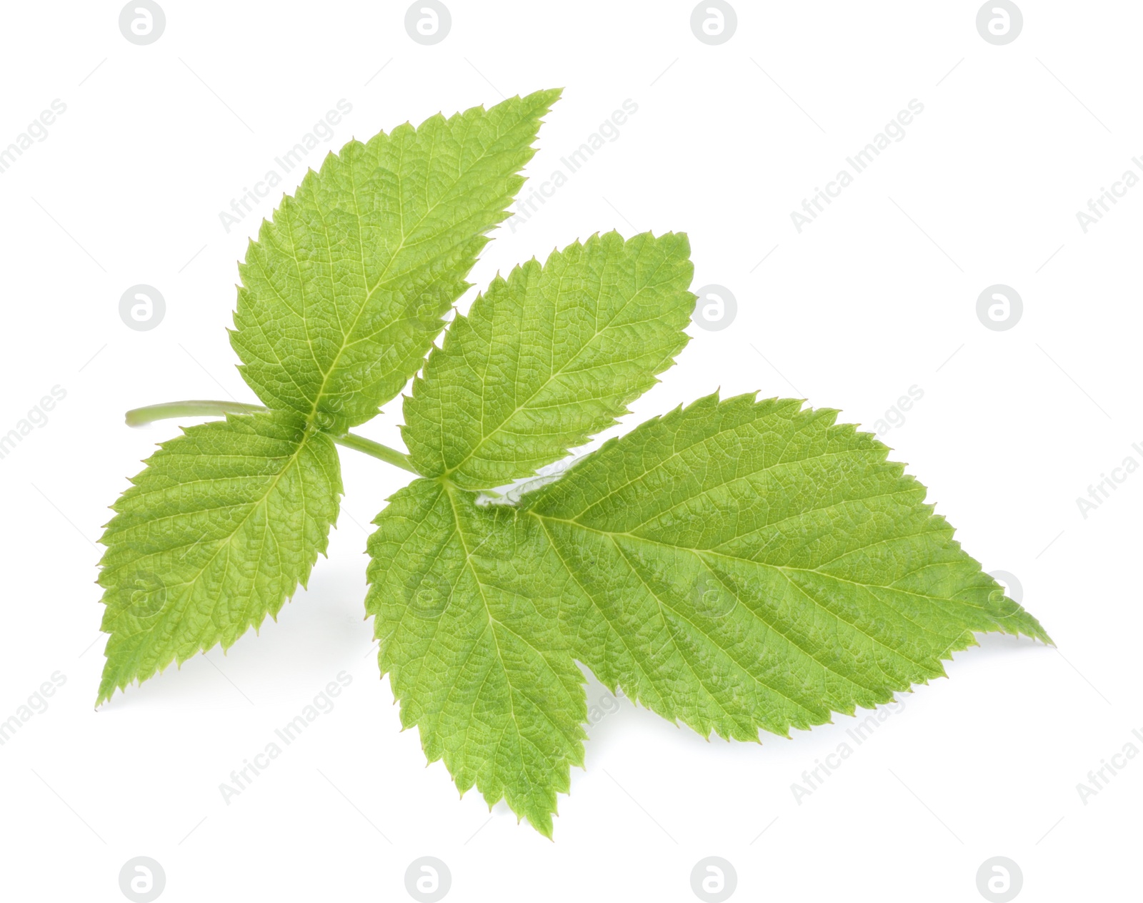 Photo of Stem with green raspberry leaves isolated on white