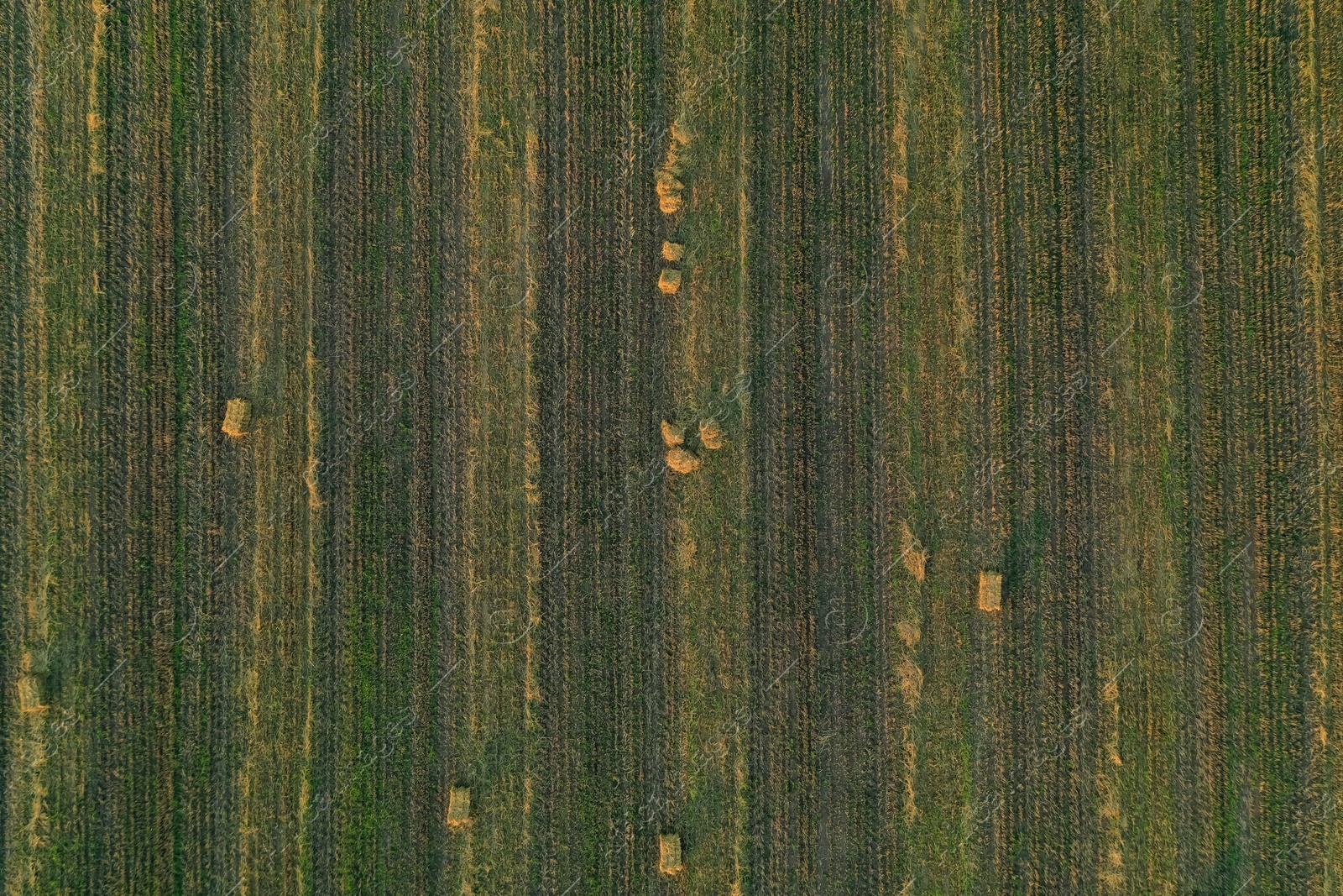 Photo of Aerial view of green mowed field with hay blocks outdoors. Agricultural industry