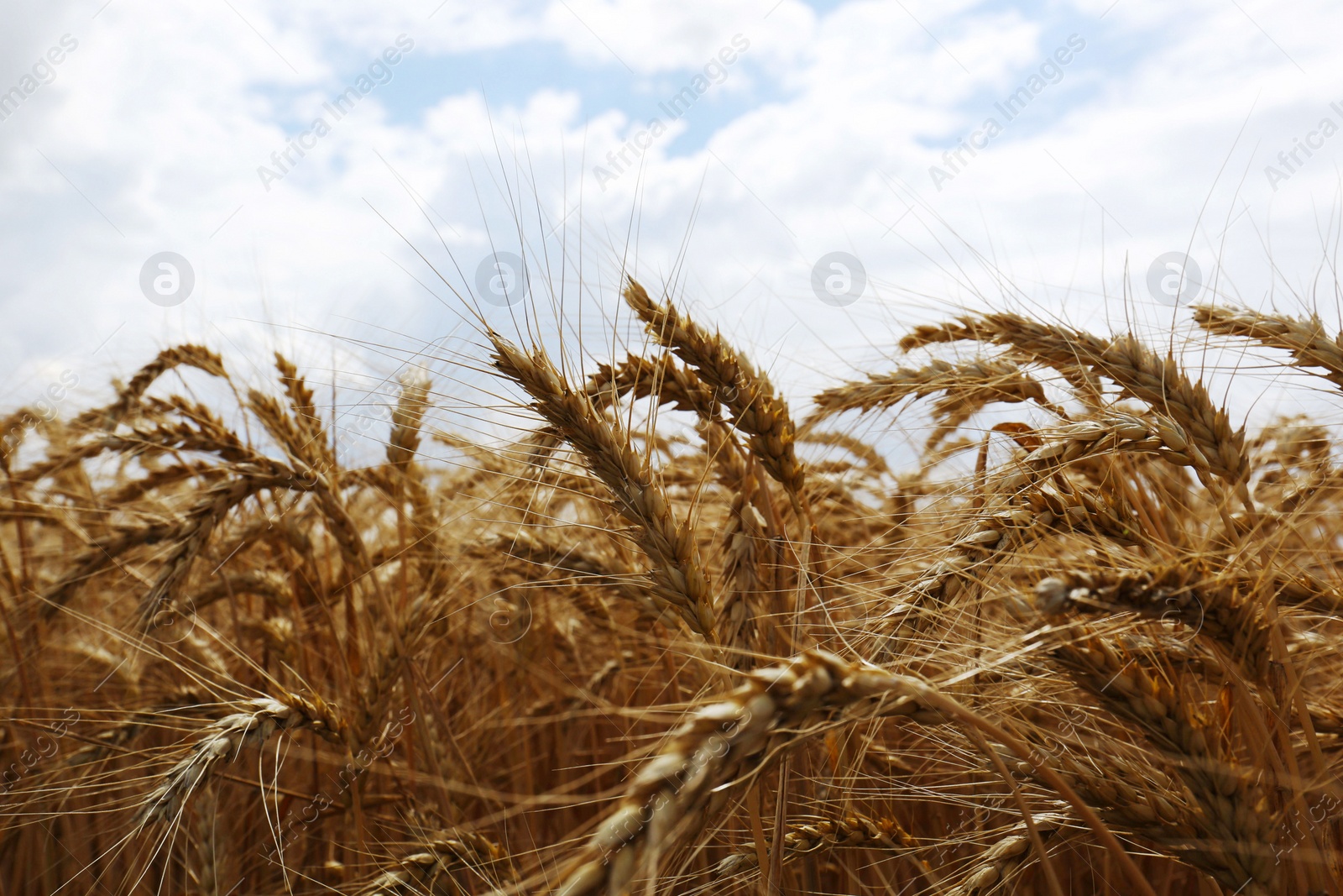 Photo of Ripe wheat spikes in agricultural field, closeup