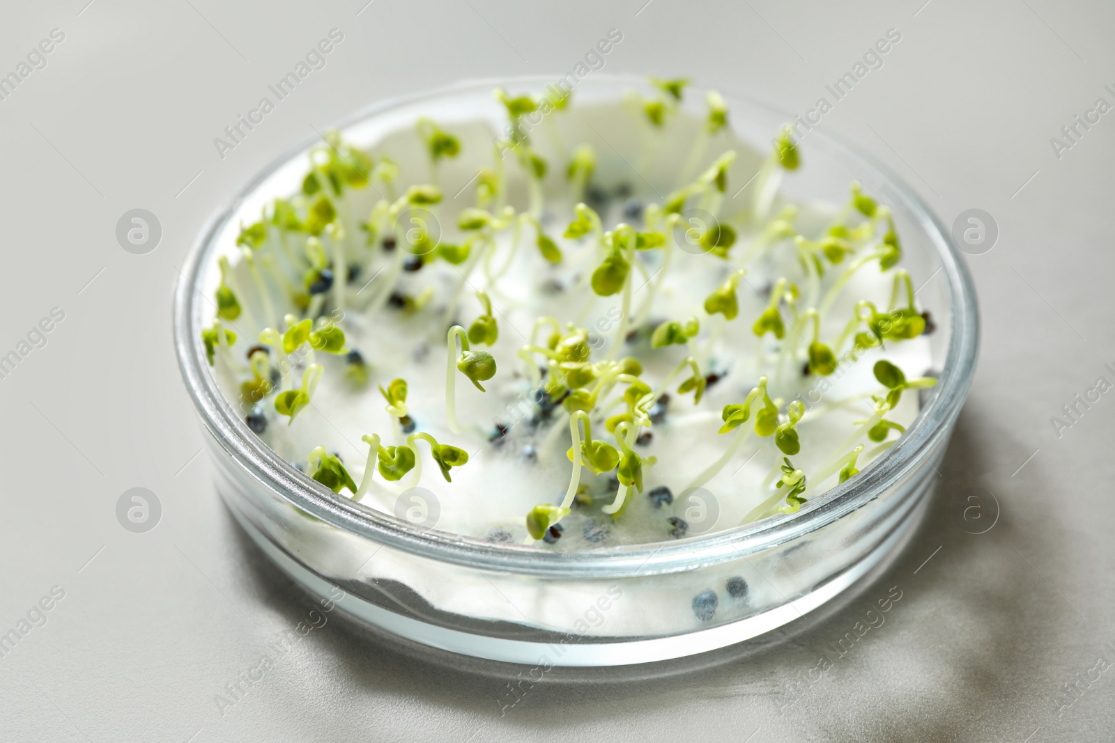 Photo of Germination and energy analysis of rape seeds in Petri dish on light table. Laboratory research