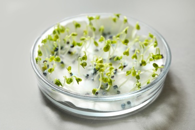 Germination and energy analysis of rape seeds in Petri dish on light table. Laboratory research