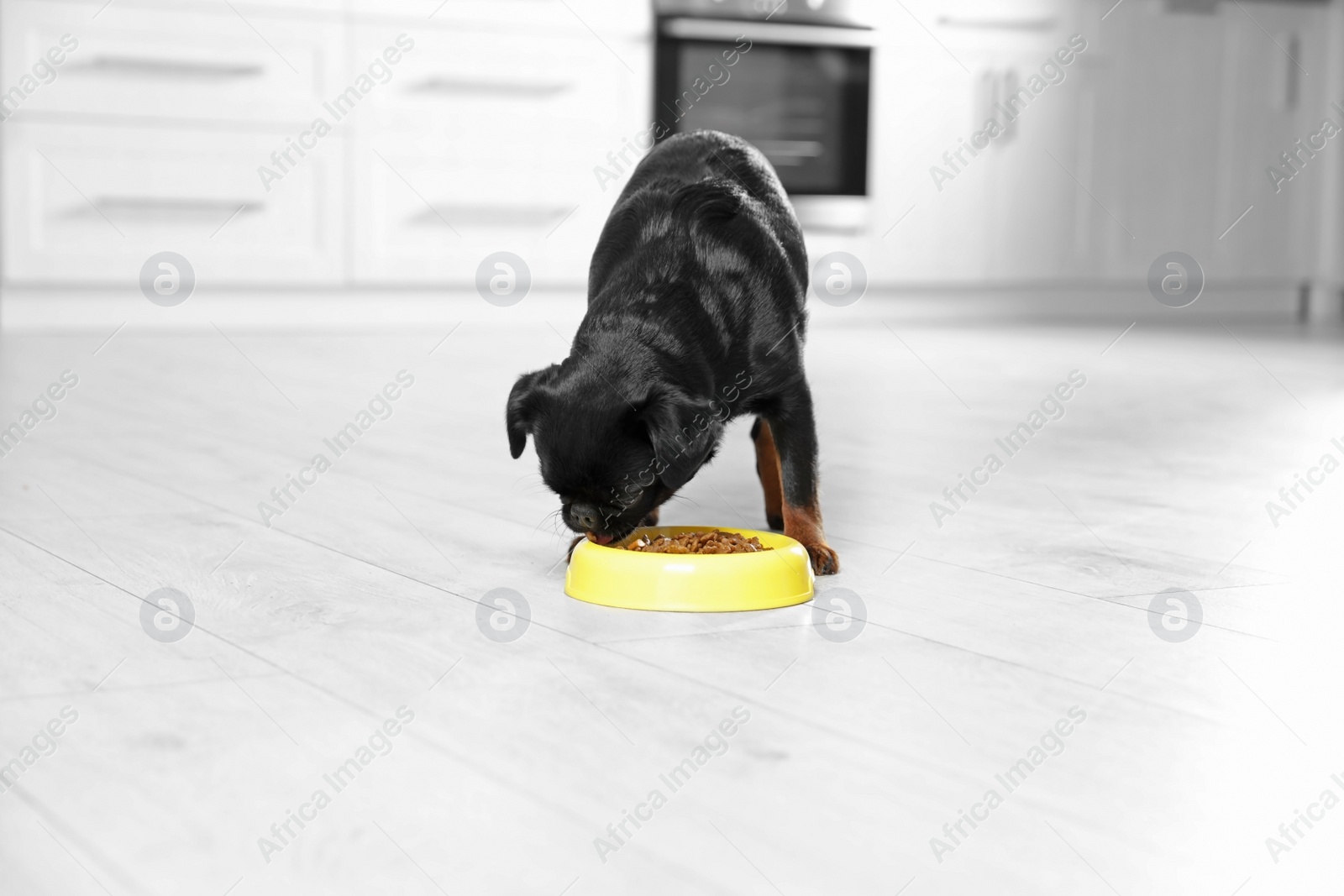 Photo of Adorable black Petit Brabancon dog with feeding bowl on wooden floor