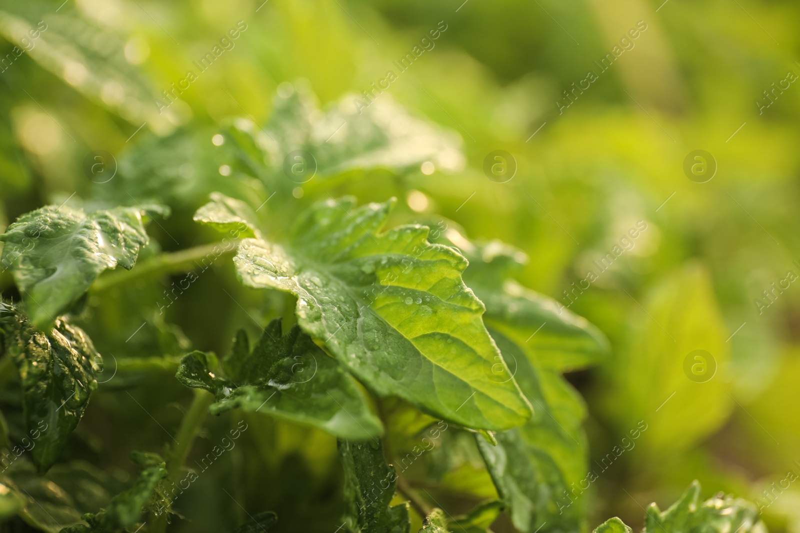 Photo of Closeup view of tomato seedlings with water drops on blurred background