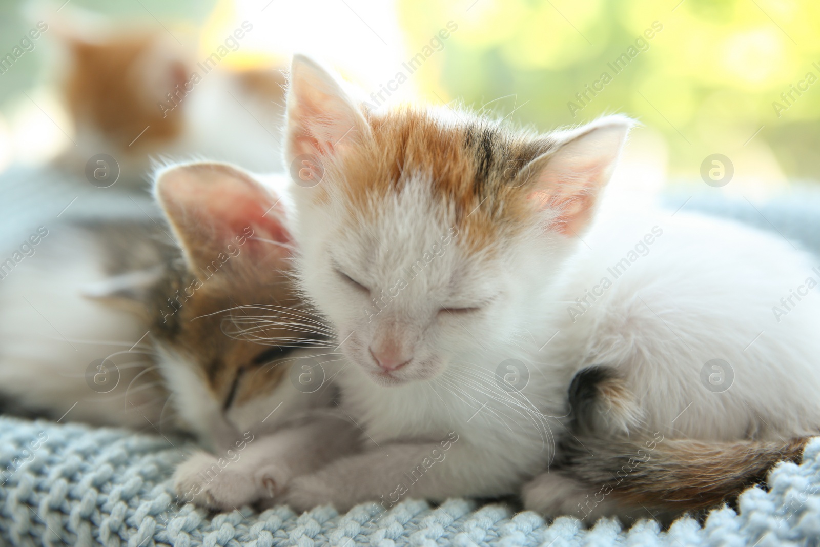 Photo of Cute little kittens sleeping on blue blanket, closeup. Baby animals
