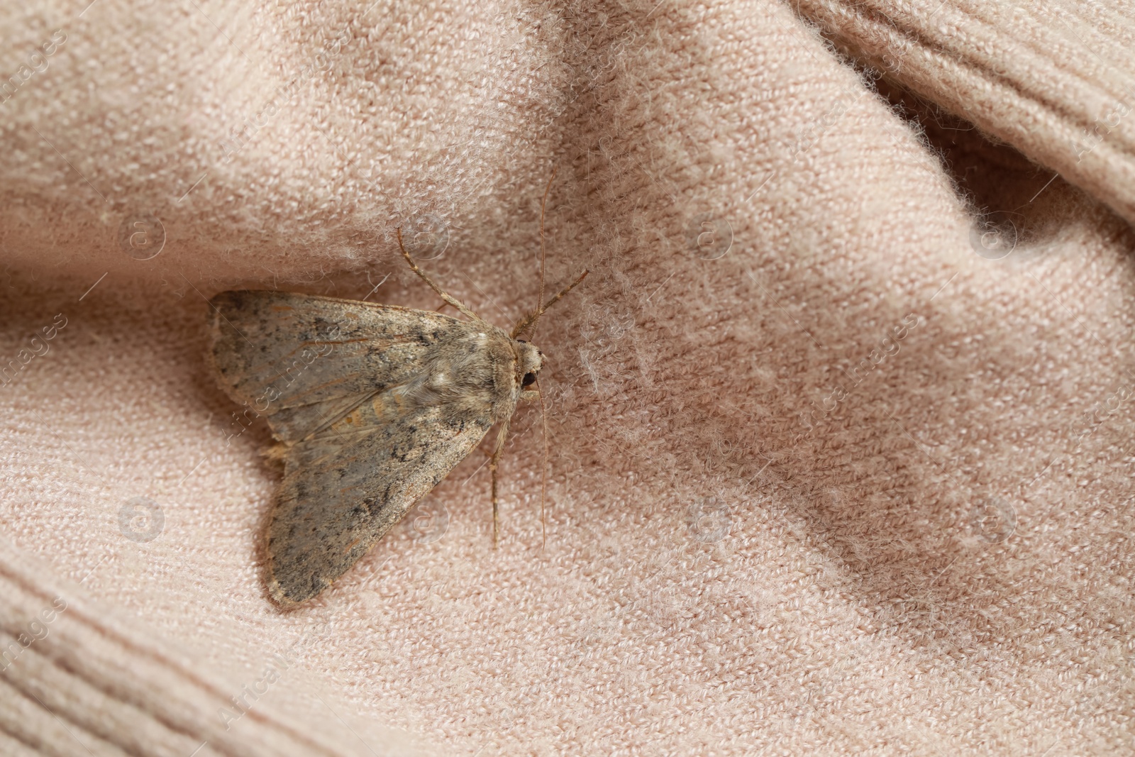 Photo of Paradrina clavipalpis moth on color sweater, top view. Space for text