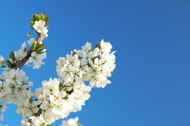 Photo of Branches with beautiful flowers against blue sky, closeup. Blossoming spring tree