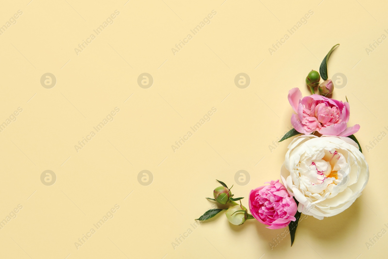 Photo of Beautiful peonies on color background, flat lay with space for text